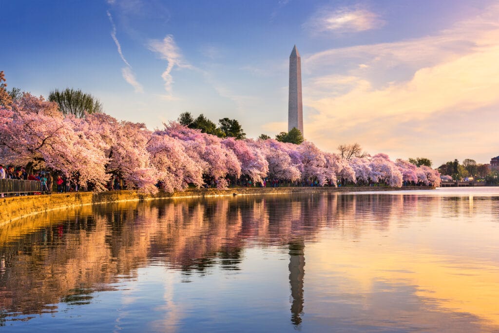 A picture of the tidal basin near the Washington Monument in spring